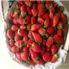 草莓采摘价格25元/斤草莓采摘,上海草莓团购