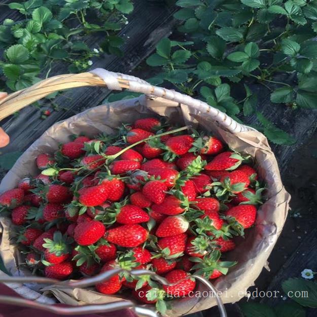 上海草莓批发,上海草莓订购