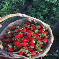 上海草莓批发,上海草莓订购