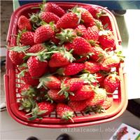 上海采草莓,上海草莓采摘