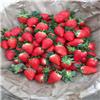 浦东采草莓,上海哪里采草莓,上海采草莓地址