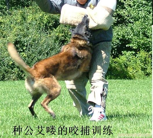 马犬�