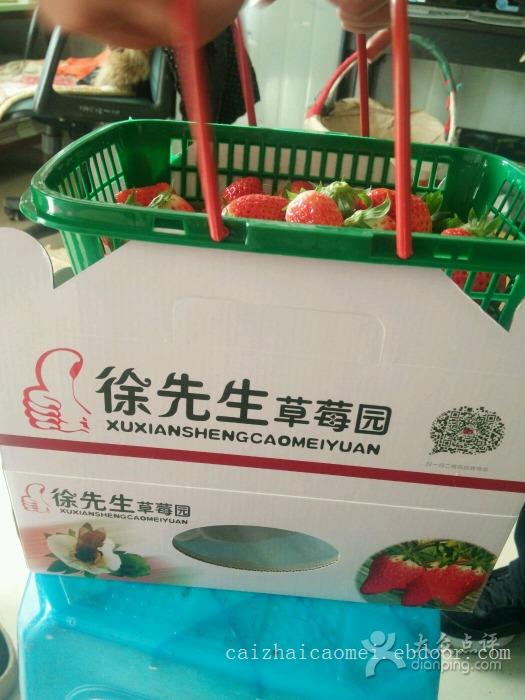 上海草莓采摘,浦东草莓采摘