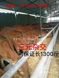 肉牛犊养殖场