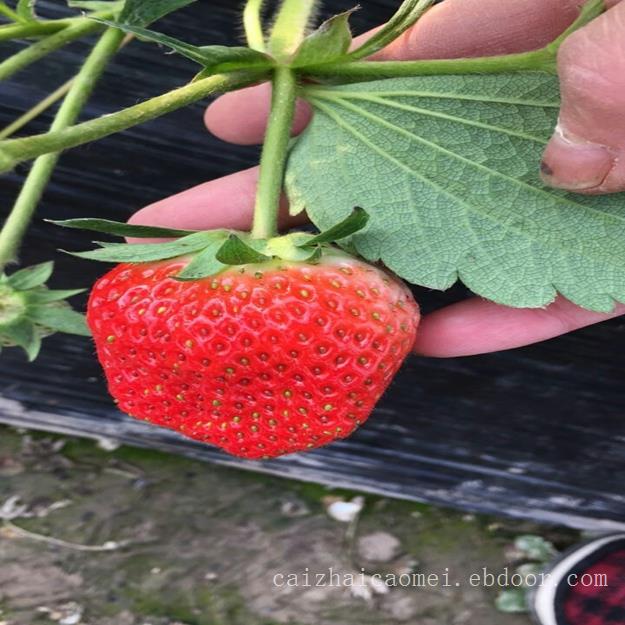 草莓采摘,什么时候的草莓！