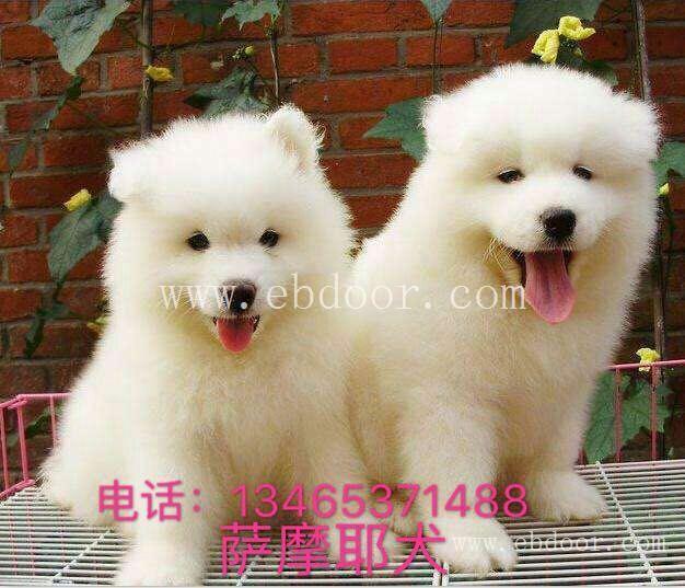 萨摩耶犬多少钱一只