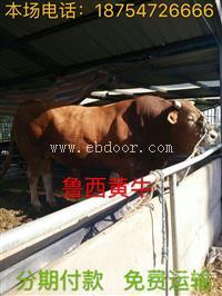 肉牛犊养多大比较合适