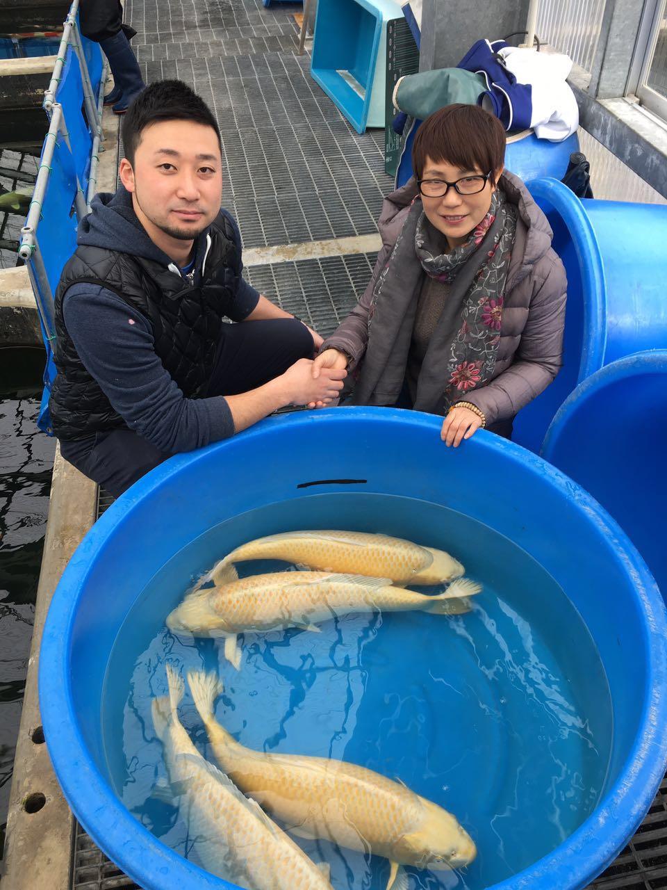 日本锦鲤鱼专卖
