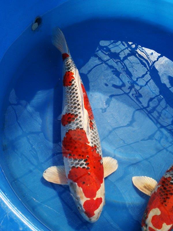日本进口锦鲤鱼-红白
