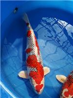 日本进口锦鲤鱼-红白
