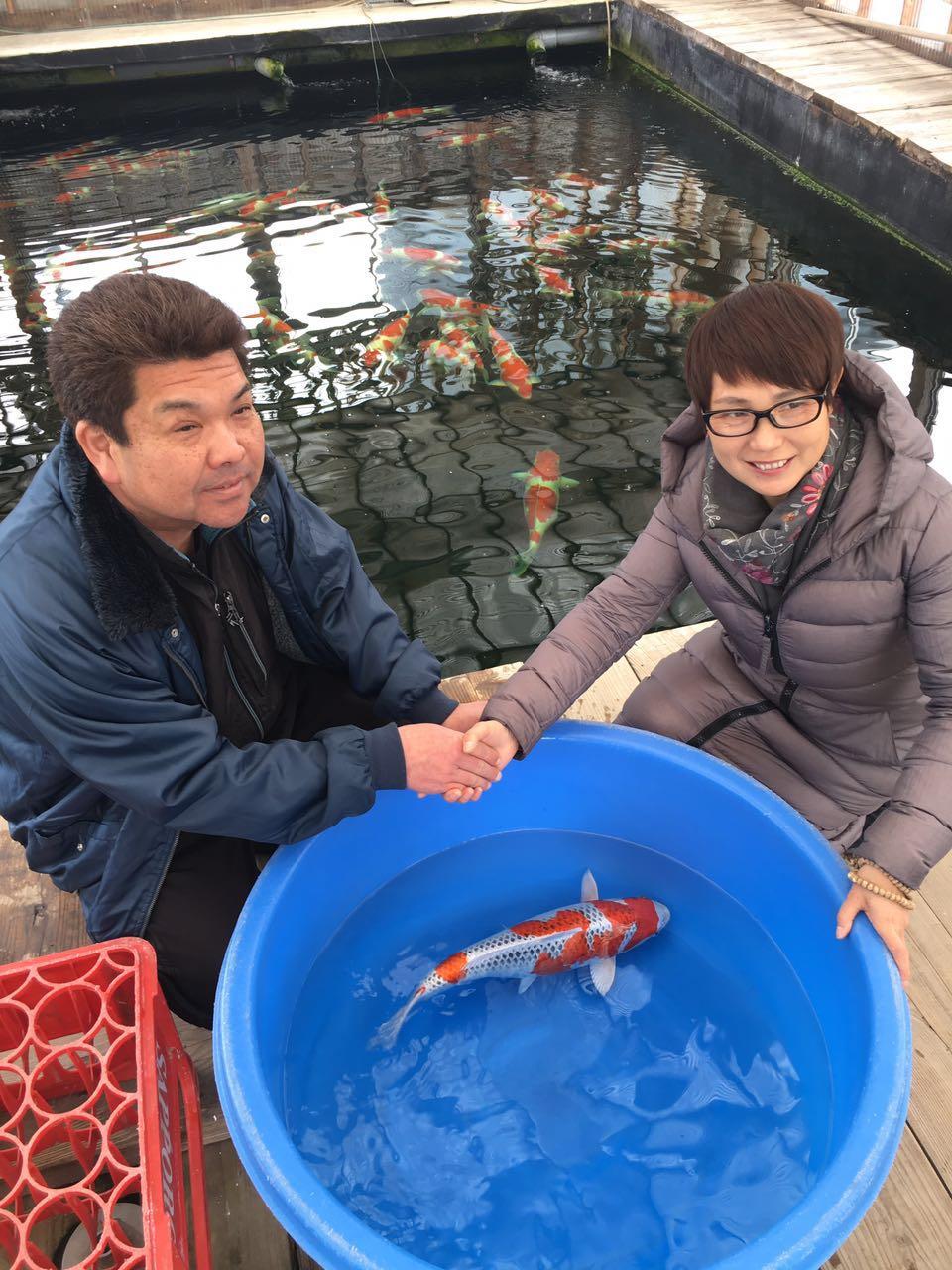 日本锦鲤鱼专卖价格