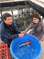 日本锦鲤鱼专卖价格