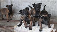 小马犬好养吗