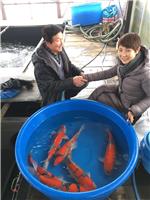 日本锦鲤专业养殖