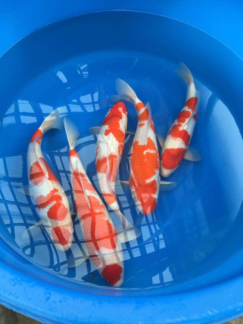 红白日本锦鲤鱼