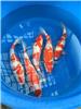 红白日本锦鲤鱼