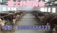 肉牛崽价格-肉牛崽多少钱一头