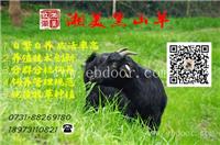 湖南湘美黑山羊 湘美黑山羊