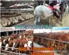 山东淄博肉牛养殖场