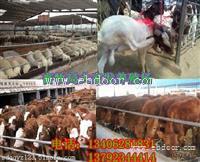  辽宁肉牛价格  