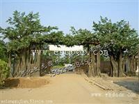 仿真橙子树-仿真枫叶树-仿真金桔树-敖龙