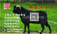 哪家黑山羊种羊场好 湘美黑山羊