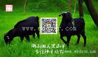 湘美黑山羊的优势有哪些 黑山羊种羊