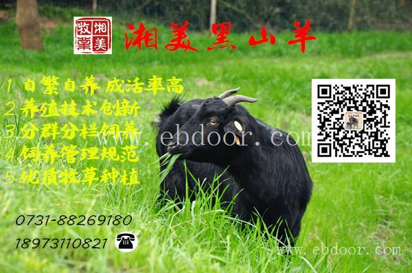 湘美黑山羊是湖南规模的黑山羊种羊基地