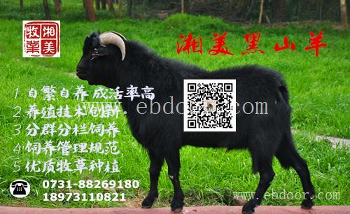 湘美黑山羊是湖南实力的黑山羊种羊基地