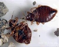 出租房杀臭虫怎么杀南沙杀虫公司南沙杀臭虫