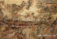 萝岗白蚁防治公司怎么杀白蚁