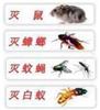 专业除四害杀蟑螂杀老鼠广州除四害公司