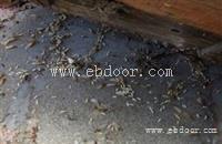 家里有白蚁蚂蚁怎么治广州杀白蚁公司