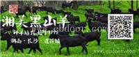 黑山羊价格多少-黑山羊百科