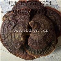 无柄灵芝的价格