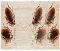 南沙灭鼠灭蟑螂公司哪家强