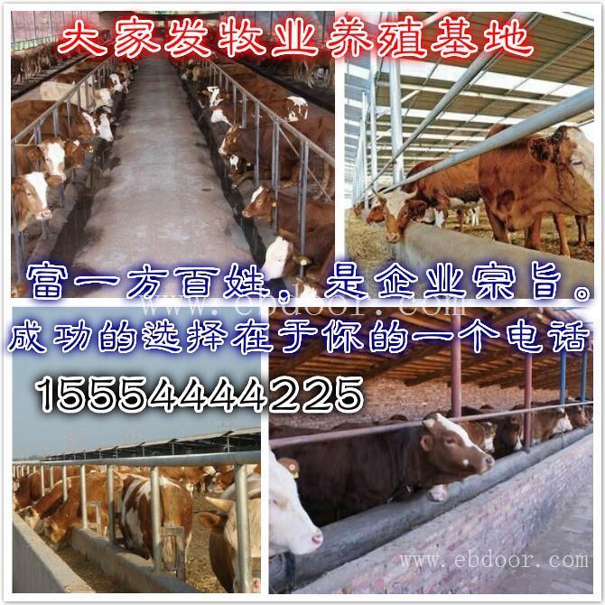 上饶市广丰县肉牛养殖场