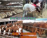 改良肉牛犊价格