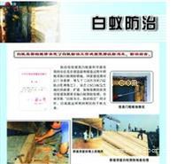 南沙区东涌专业灭白蚁白蚁防治公司