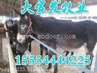 内蒙古肉驴那地方多