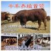 养300头肉牛黑龙江 省补贴多少钱