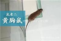 灭鼠公司怎么灭家庭老鼠