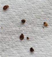海珠区专业灭臭虫公司上门杀臭虫服务多少钱