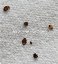海珠区专业灭臭虫公司上门杀臭虫服务多少钱