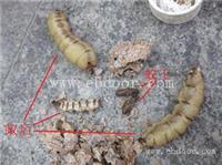 怎么除白蚁餐厅灭白蚁公司