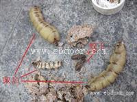 怎么除白蚁餐厅灭白蚁公司