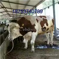 养牛的技术小牛养殖场