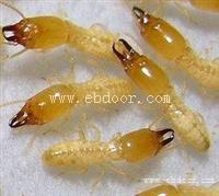 环境绿地如何进行白蚁防治天河白蚁防治公司