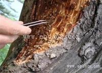 海珠区家庭发现白蚁怎么专业灭白蚁公司