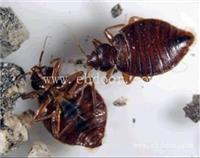 宿舍床板上有臭虫要怎么杀番禺杀臭虫公司